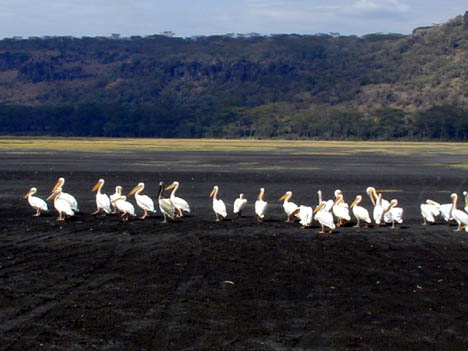 9-10-02 pelicans on lake nakuru